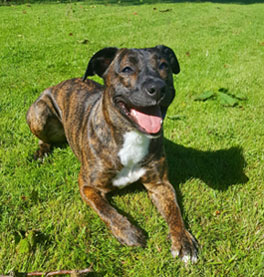 Banks feeling & looking great in his beautiful brindle coat!