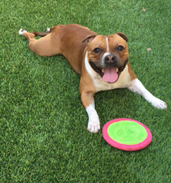 Ginger enjoying Frisbee.