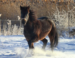 Doc's teeth, coat, hooves & joints are better!