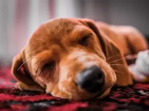 Sleepy Puppy