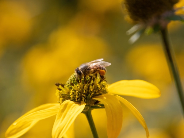 Bee with Pollen on legs