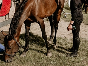 Horse grazing