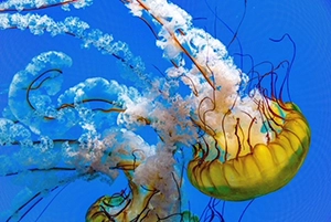 Jellyfish floating