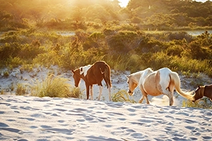 Horses walking into the sunset