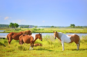 Three ponies walking in a field