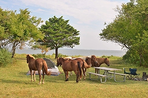 Ponies at a campsite
