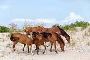 Ponies on a sand dune