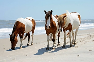 Ponies on the beach