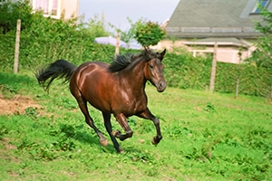 Horse Galloping