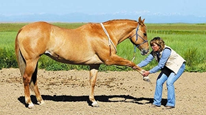 Horse stretching