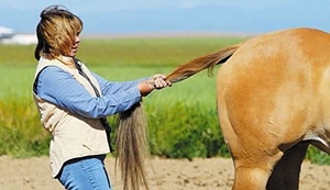 Rider stretching horses tail