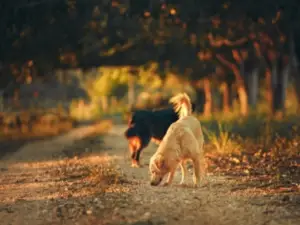 Dogs adventuring in the fall