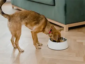 Dog Eating
