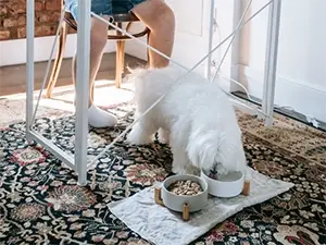 Dog Eating