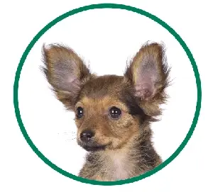 Small puppy