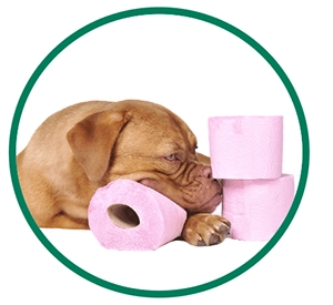 Dog laying on pink toiletpaper
