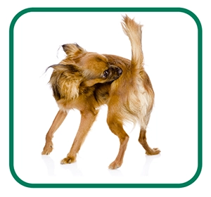 Itchy Dog