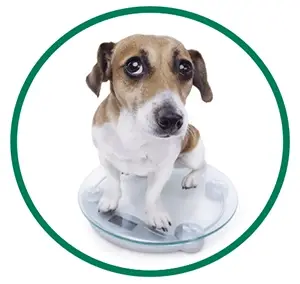 Small dog on scale