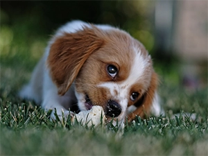 Puppy chewing on toy