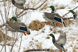 Ducks flying