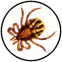 image of a tick