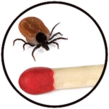 image of a tick next to a match