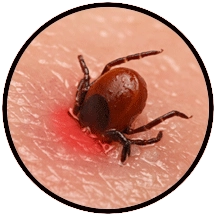 image of a tick burrowing into skin