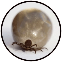 image of a fat tick