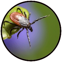 tick on a leaf