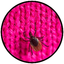 image of a tick on pink knit fabric