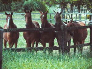 Horses lined up against a fence