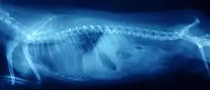Xray of internal issues
