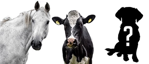 Horse dog cow