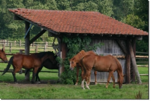 Horses in a shed