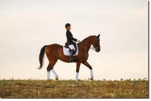 Dressage
