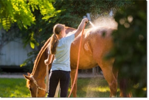 Horse getting a bath