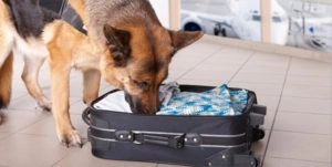 Dog sniffing suitcase