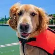 Dog in lifejacket