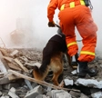 Dog searching through rubble