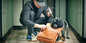 Dog sniffing bag