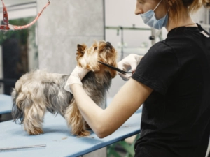 Yorkie getting groomed