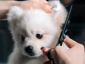 Pom getting a trim