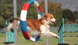 Dog jumping through hoop