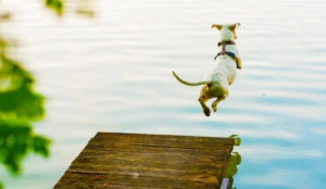 Dog dock diving
