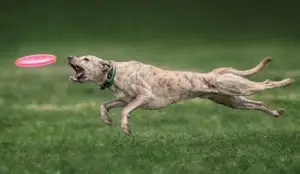 Dog catching frisbee