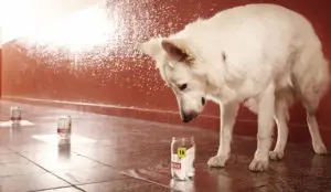 Dog sniffing jar