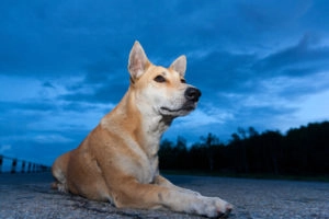Dog at night