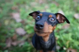 Small dog looking into the distance