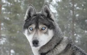 Wolf looking at the camera