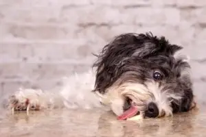 Dog licking table